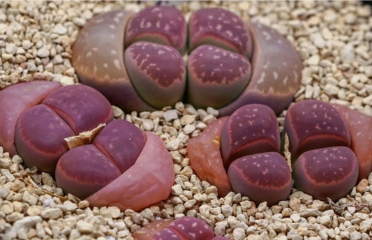 Lithops olivacea v. nebrownii 'Red olive' seeds