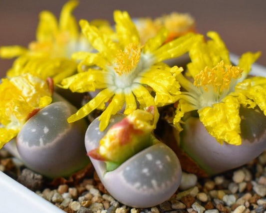 Lithops olivacea var. olivacea ‘Angels of Tony’ seeds