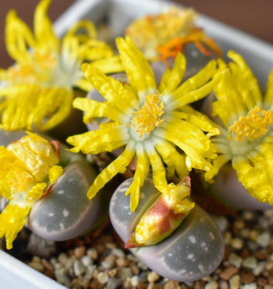 Lithops olivacea var. olivacea ‘Angels of Tony’ seeds