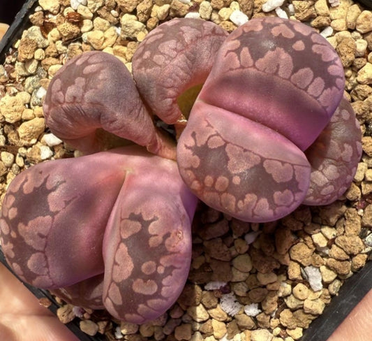 Lithops otzeniana Cesky Granat seeds