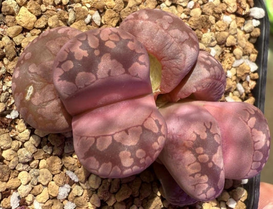 Lithops otzeniana Cesky Granat seeds