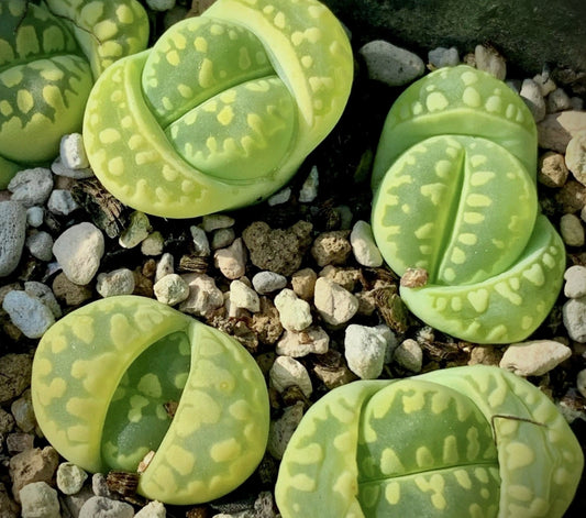 Lithops otzeniana 'Cream Green' seeds