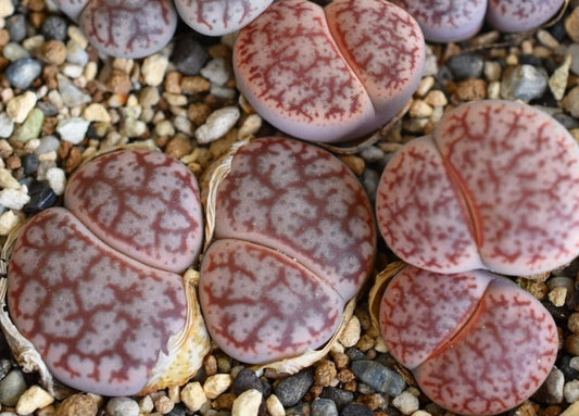 Lithops pseudotruncatella C67 seeds