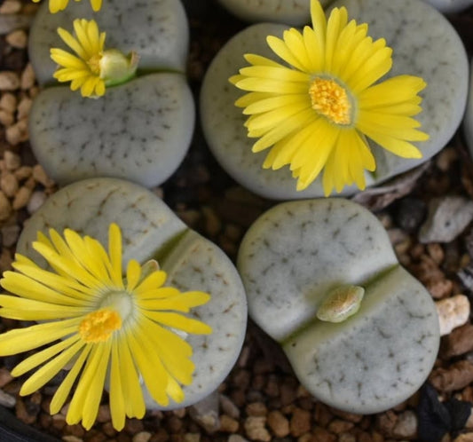 Lithops pseudotruncatella ssp. archerae C306 seeds