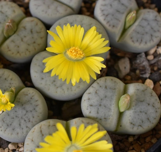 Lithops pseudotruncatella ssp. archerae C306 seeds