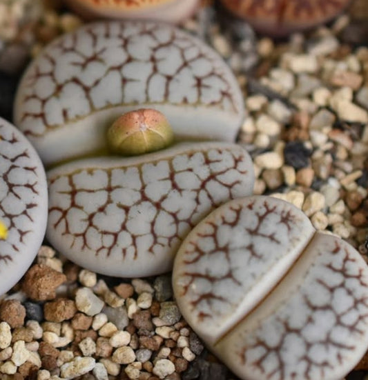 Lithops pseudotruncatella ssp. dendritica seeds
