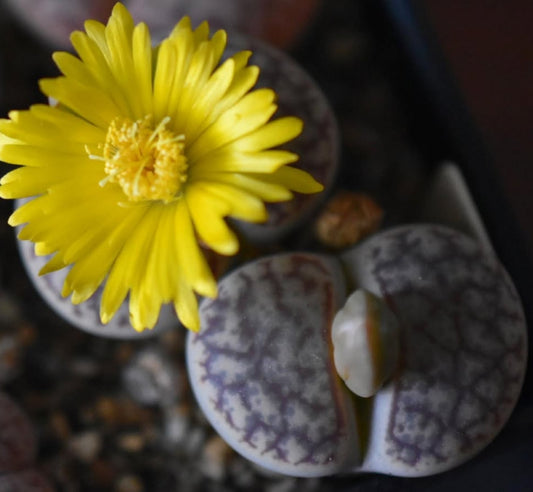 Lithops pseudotruncatella ssp. dendritica C73 seeds