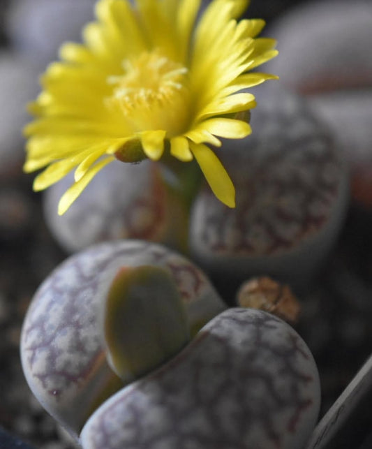 Lithops pseudotruncatella ssp. dendritica C73 seeds