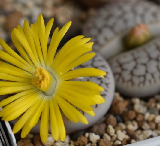 Lithops pseudotruncatella ssp. dendritica seeds