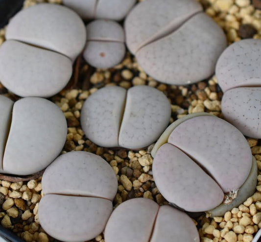 Lithops pseudotruncatella ssp. groendrayensis (Witkop Form) C246 seeds