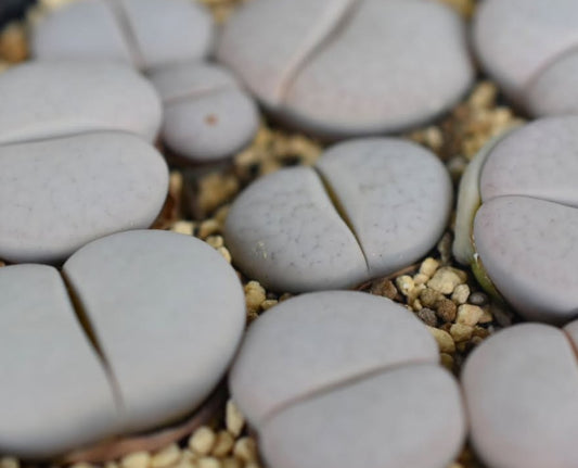 Lithops pseudotruncatella ssp. groendrayensis (Witkop Form) C246 seeds