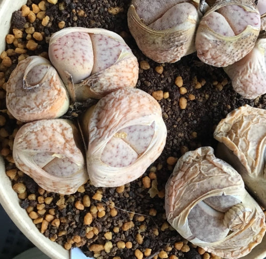 Lithops pseudotruncatella ssp. pseudotruncatella v. pseudotruncatella (pallid Form) C264 seeds