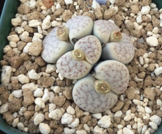 Lithops pseudotruncatella ssp. pseudotruncatella v. pseudotruncatella (pallid Form) C264 seeds