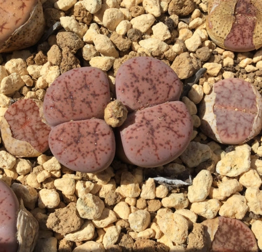 Lithops pseudotruncatella ssp. pseudotruncatella v. elisabethiae C187 seeds