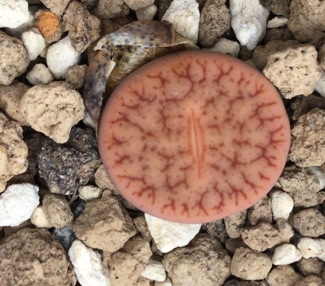 Lithops pseudotruncatella ssp. pseudotruncatella v. elisabethiae C187 seeds
