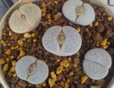Lithops pseudotruncatella ssp. volkii C069 seeds