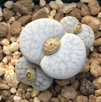 Lithops pseudotruncatella ssp. volkii C069 seeds