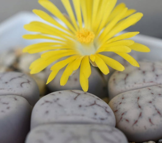 Lithops pseudotruncatella ssp. volkii C69 seeds