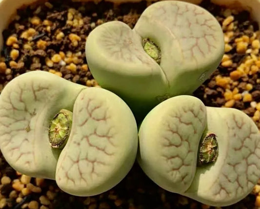 Lithops pseudotruncatella subsp. Archerae C104 seeds