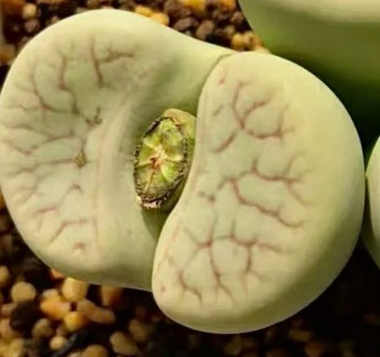 Lithops pseudotruncatella subsp. Archerae C104 seeds