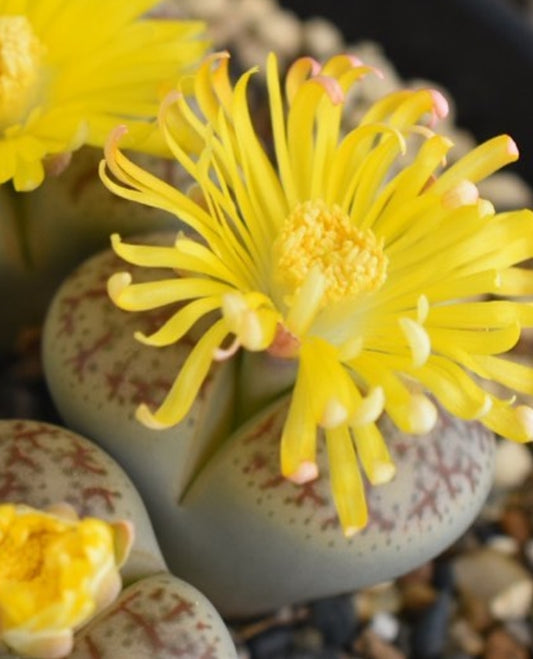 Lithops pseudotruncatella subsp. pseudotruncatella var. pseudotruncatella ‘Springbloom’ seeds