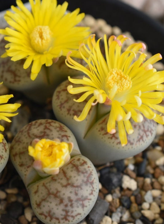 Lithops pseudotruncatella subsp. pseudotruncatella var. pseudotruncatella ‘Springbloom’ seeds