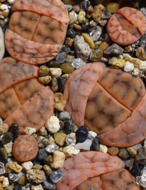 Lithops schwantesii ‘Triebneri’﻿ seeds