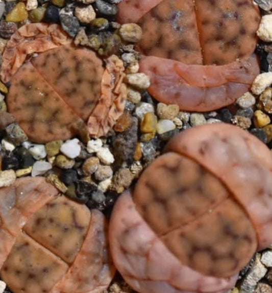 Lithops schwantesii ‘Triebneri’﻿ seeds