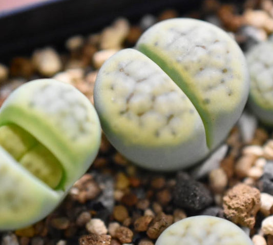 Lithops schwantesii subsp. schwantesii var. rugosa 'Shagreen' seeds