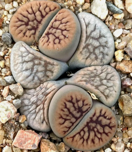 Lithops schwantesii ssp. schwantesii 'Nutwerk' seeds