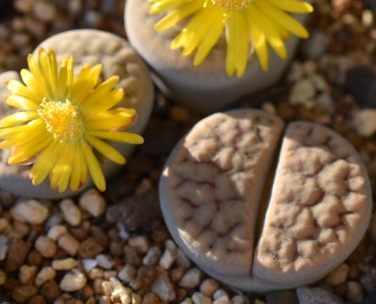 Lithops schwantesii ssp. schwantesii (grey Form) C250 seeds