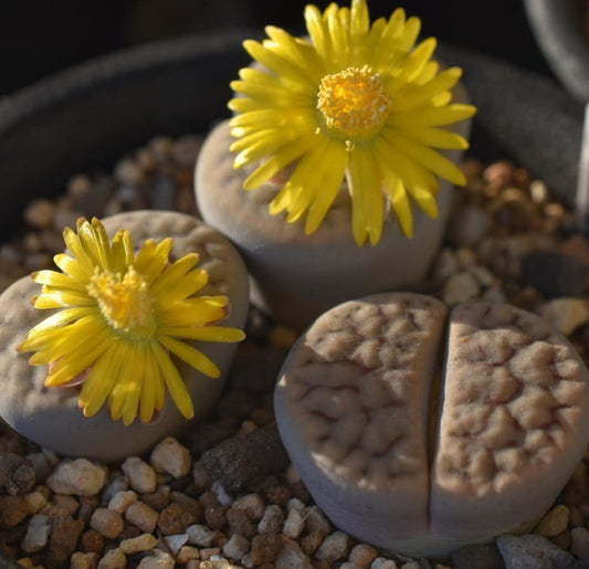 Lithops schwantesii ssp. schwantesii (grey Form) C250 seeds