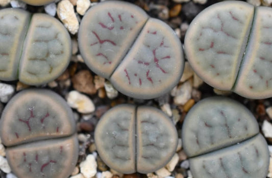 Lithops schwantesii ssp. schwantesii v. marthae C148 seeds