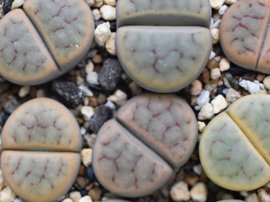 Lithops schwantesii ssp. schwantesii v. marthae C148 seeds