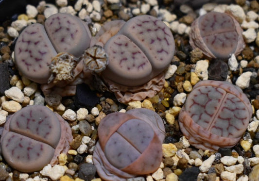 Lithops schwantesii ssp. schwantesii v. marthae C411 seeds