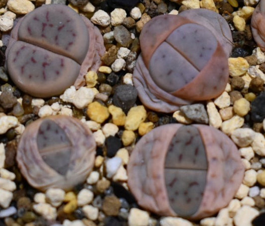 Lithops schwantesii ssp. schwantesii v. marthae C411 seeds