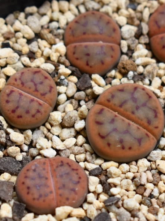 Lithops schwantesii ssp. schwantesii v. schwantesii C80 seeds