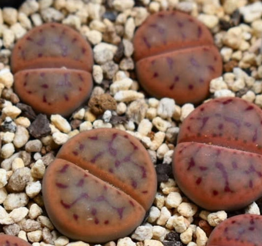 Lithops schwantesii ssp. schwantesii v. schwantesii C80 seeds