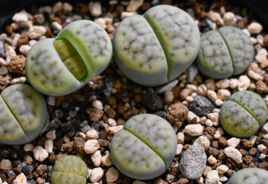 Lithops schwantesii subsp. schwantesii var. rugosa 'Shagreen' seeds
