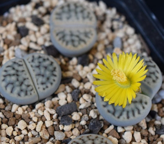 Lithops schwantesii v urikosensis Mooifontein seeds