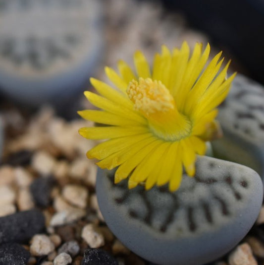 Lithops schwantesii v urikosensis Mooifontein seeds