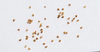 Lithops verruculosa v. verruculosa C159 seeds