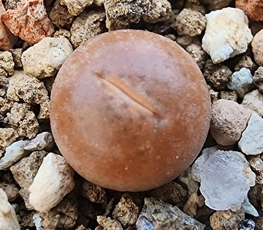 Lithops steineckeana C388 seeds