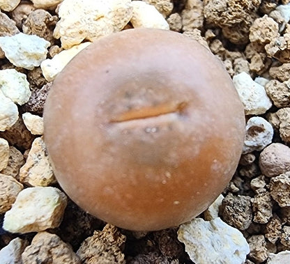 Lithops steineckeana C388 seeds