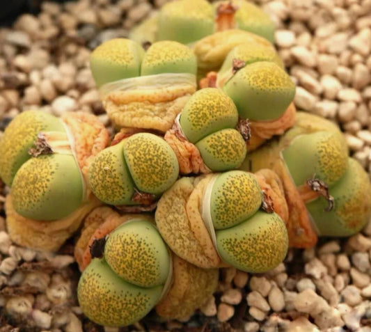 Lithops terricolor 'Speckled Gold' C345a seeds