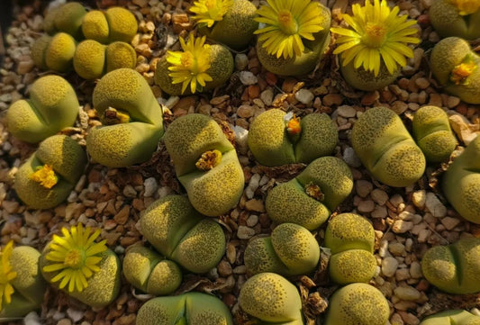 Lithops terricolor 'Speckled Gold' C345a seeds
