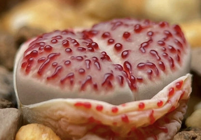 Lithops verruculosa (Pink blood point) seeds