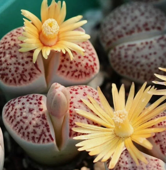 Lithops verruculosa (Pink blood point) seeds