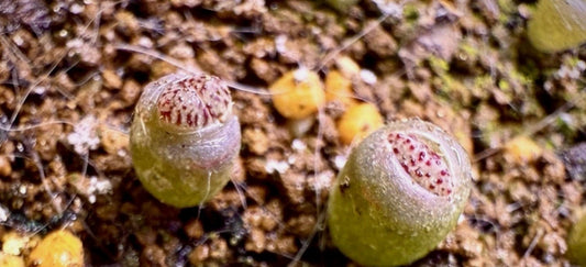 Lithops verruculosa (Pink blood point) seeds