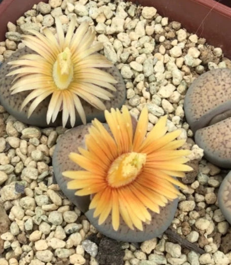 Lithops verruculosa v. glabra C160 seeds